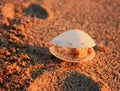 Sea Ã¢â¬â¹Ã¢â¬â¹shell found on the sand at a beach. sunset time colors everything orange. Royalty Free Stock Photo